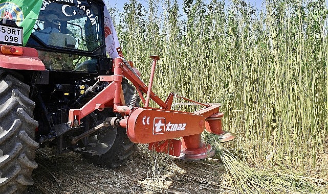 Lif ve tohum üretimi amacıyla yetiştirilen kenevir, İzmir'de ilk kez izin ve kontrolle hasat edildi – GÜNDEM