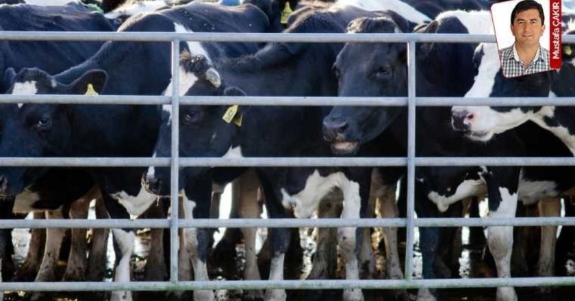 Et ithalatında rekor yaklaşıyor! – Güncel ekonomi haberleri