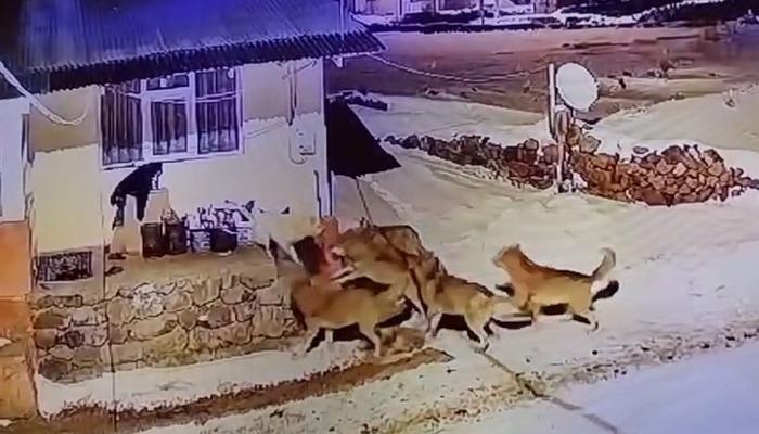 Sadece Dev Asa: Çoban Köpeği 6 kurda meydan okudu! O anlar birkaç saniye güvenlik kameralarına yansıdı