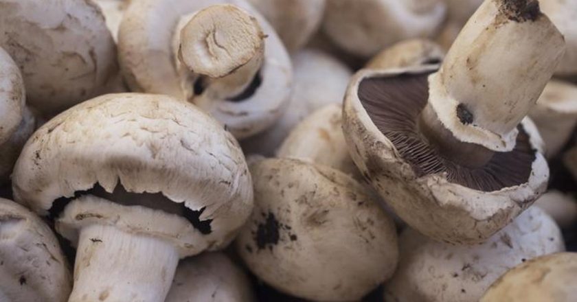 Mantar zehirlenmesinin belirtileri nelerdir? Mantar zehirlenmesi nasıl anlaşılır? Tedavi yöntemleri nelerdir?
