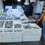Karadeniz hamsileri tezgahları doldurdu – Bigpara Haber