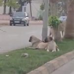 Hatay’da sokak köpekleri korku saçtı