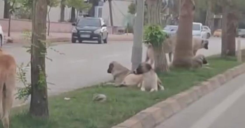 Hatay’da sokak köpekleri korku saçtı
