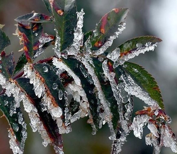 Tarım Üreticilerine 22,9 Milyar Lira Don Desteği!