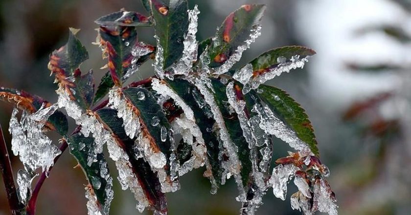 Tarım Üreticilerine 22,9 Milyar Lira Don Desteği!