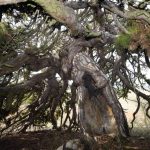 400 Yıllık Çam: Şemsiye Gibi Aşağı Doğru Sarkan Ağaç