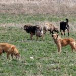 AYM, sokak hayvanlarıyla ilgili düzenlemenin nedenini duyurdu.