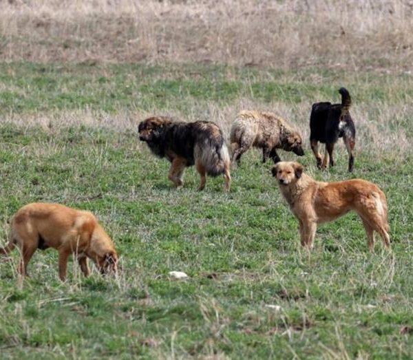 AYM, sokak hayvanlarıyla ilgili düzenlemenin nedenini duyurdu.